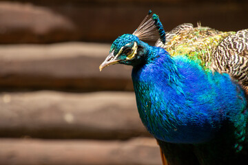 Obraz premium Colorful feathered peacock bird