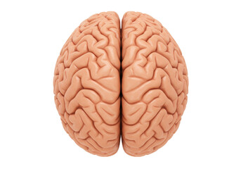 Isolated Human Brain Anatomy Model Study, Detailed Cerebral Lobes Science Medical Educational Tool