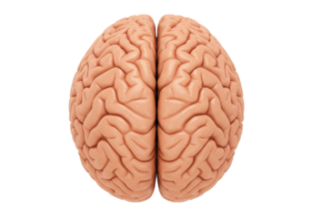 Isolated Human Brain Anatomy Model Study, Detailed Cerebral Lobes Science Medical Educational Tool