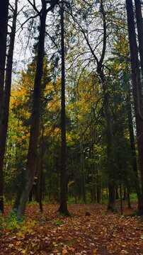 A vertical low-angle shot of a secluded forest path lined with ferns and fallen leaves, leading into a dense mixed woods where vibrant orange and yellow autumn foliage contrasts dramatically with the