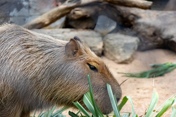 A large, brown capybara sits in a sandy enclosure, munching on a blade of grass.
