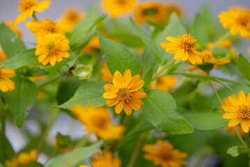 close-up shot of bright yellow Melampodium divaricatum flowers, also known as Butter Daisies.