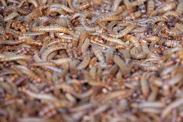A densely packed pile of live, wriggling brown and yellow mealworms