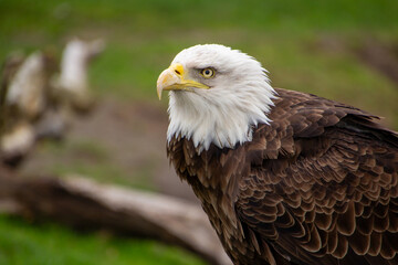 American bald eagle
