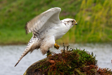 White gryfalcon