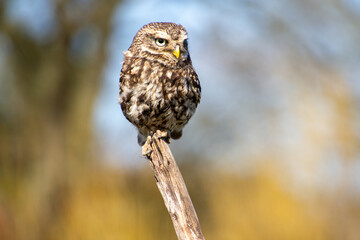 Little owl, looking at the camera