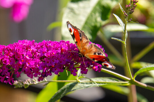 Peacok butterfly on a butterfly bush