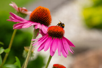 Honey on a lens hood flower