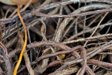 Close Up Texture of Intertwined Dry Brown and Yellow Woody Roots and Twigs Creating a Natural Pattern
