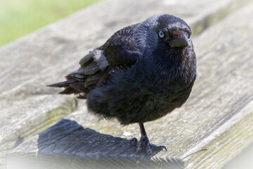 Black crow looking at the camera