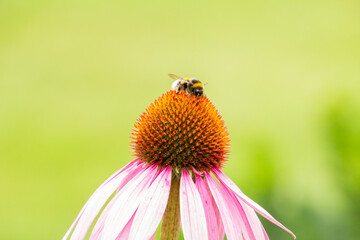 Honey on a lens hood flower