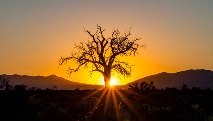 夕焼けと枯れ木