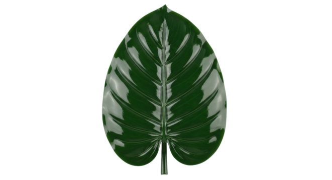 Isolated botanical leaf, tropical evergreen plant, simple green nature element for design projects