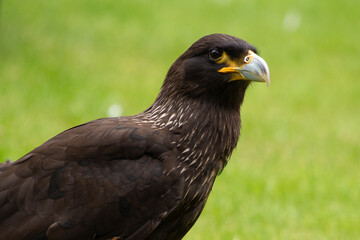 Falkand caracara