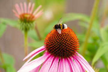 Honey on a lens hood flower