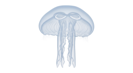 Isolated Jellyfish Illustration Showing Bell-Shaped Body and Tentacles Floating in Ocean Water