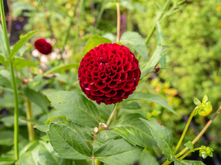 Close-Up of Vibrant Red Dahlia Flower