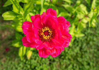 Vibrant Pink Zinnia Flower Close-Up