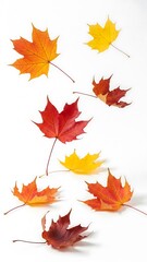 Fototapeta premium Autumn Leaves of Many Colors Scattered on a White Background Studio Shot