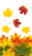 Fototapeta premium Colorful autumn leaves isolated on white background seasonal foliage arrangement