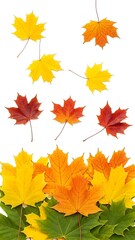 Fototapeta premium Colorful autumn maple leaves isolated on white background fall season