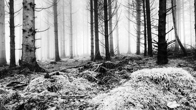 Autumnal forest in bw 
