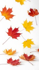 Fototapeta premium Vibrant Maple Leaves Displaying Autumn Colors on a White Background