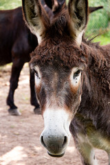 Portrait d'un âne marron avec des mouches