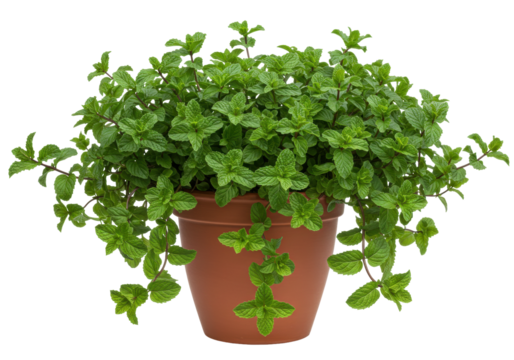 Isolated mint plant in a terracotta pot, potted herb, organic, aromatic, home garden plant