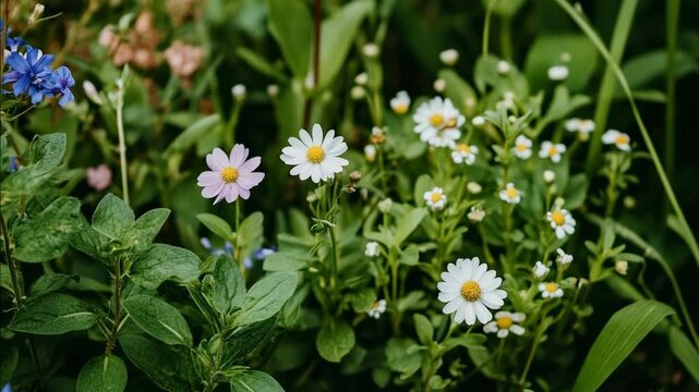 A lush, green meadow filled with delicate white, pink, and blue wildflowers