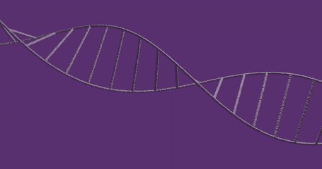 Curving gray stylized DNA helix spanning full width on solid purple background, vector graphic