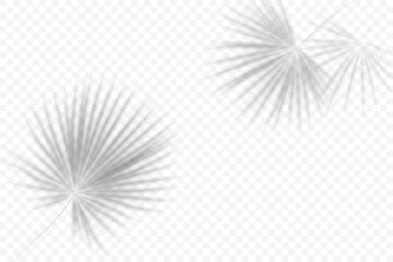 Obraz premium Palm leaves shadows. Vector overlay of tropical tree. Transparent tree foliage. Realistic exotic blurred branches. Abstract floral reflection on wall