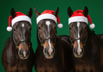 Obraz premium Three brown horses wearing festive santa hats standing side by side against a solid green background in holiday celebration