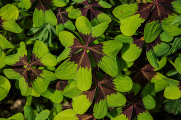 Lucky clover with four leaves in the city garden