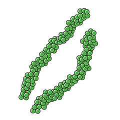 海ぶどうの主線ありのイラスト