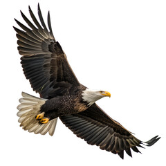 Naklejka premium Bald eagle bird flying isolated on transparent background