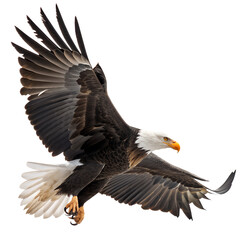 Obraz premium Bald eagle in flight isolated on transparent background