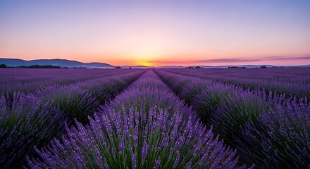Rows of purple lavender fields under a soft pink and blue sunset sky image