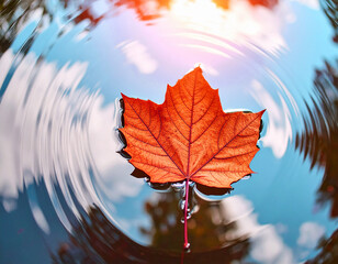 맑은 날 물위에 떠있는 단풍잎