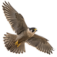 Peregrine falcon bird of prey flying isolated on transparent background