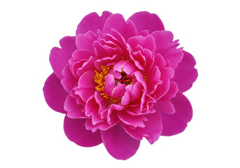 Isolated closeup of a vibrant pink peony bloom, lush petals and golden center against a light backdrop
