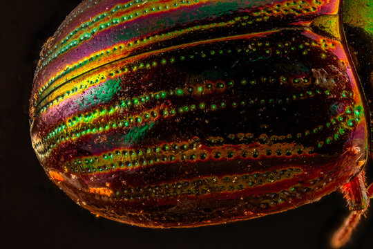 Striking Iridescent Rosemary Beetle Macro