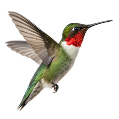 Fototapeta premium Rubythroated hummingbird in flight, isolated on transparent background