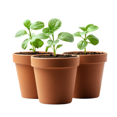 Fresh Greenery in Terracotta Pots on Bright Background, on the transparent background. Transparent PNG
