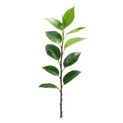 Fototapeta premium Botanical leaf branch PNG, green foliage sprig, minimalist plant stem clipart for natural design and eco branding isolated PNG with Transparent Background