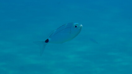 Saddled seabream or saddled sea bream, saddle bream, oblade (Oblada melanurus) undersea, Aegean...