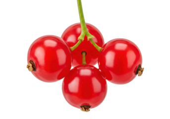 Isolated Ribes rubrum bunch berry fruit detail, colorful fresh, ripe garden food crop plant