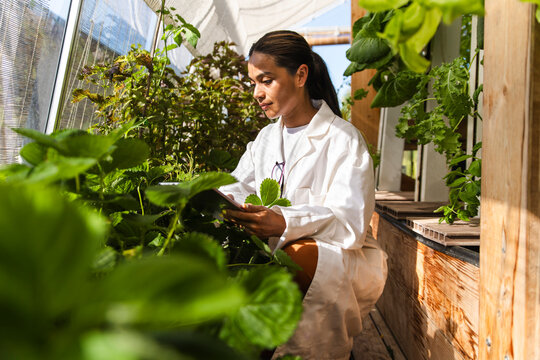 Scientist inspecting plants with tablet in aquaponic greenhouse
