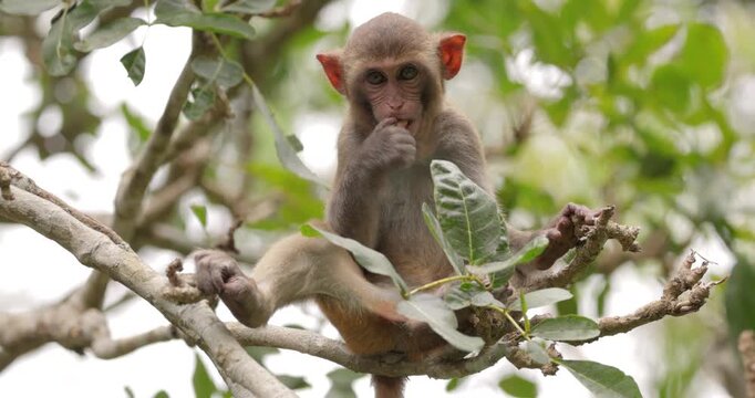 Macaques in nature. Macaques constitute a genus (Macaca) of gregarious monkeys. Macaques are found in a variety of habitats throughout the Asian continent and are highly adaptable.