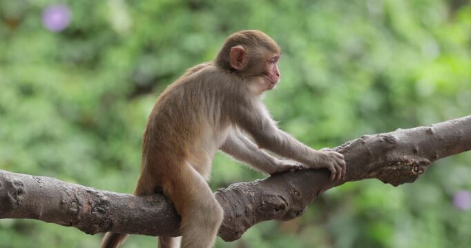 Macaques in nature. Macaques constitute a genus (Macaca) of gregarious monkeys. Macaques are found in a variety of habitats throughout the Asian continent and are highly adaptable.